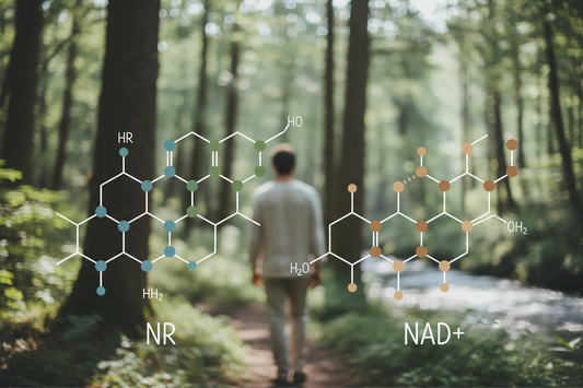 Nicotinamide Riboside (NR): ondersteuning van NAD⁺-metabolisme en mitochondriale functie